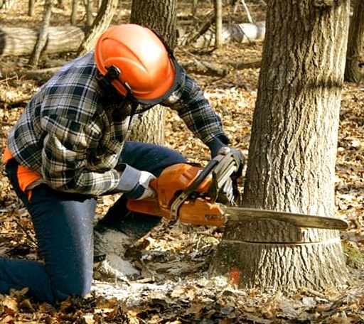 Tree Removal in Alberta, AL